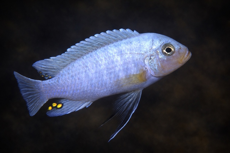 Maylandia zebra 'Maleri Island'